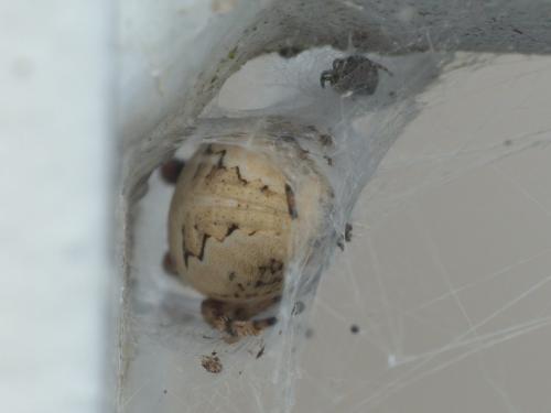 Larinioides cornutus